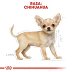 ROYAL CANIN DOG BREED Chihuahua Puppy 0,5kg - 6