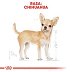 ROYAL CANIN DOG BREED CHIHUAHUA  saszetka 12x85g - 4