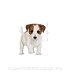 ROYAL CANIN DOG Mini Puppy 4kg - 3
