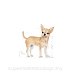 ROYAL CANIN DOG BREED CHIHUAHUA  saszetka 24x85g - 2