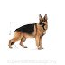 ROYAL CANIN DOG Maxi Adult saszetka 10x140g - 8