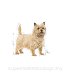 ROYAL CANIN DOG MINI Light Weight Care 8kg - 3