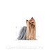 ROYAL CANIN DOG BREED Yorkshire Terrier Adult 1,5kg - 7