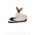 ROYAL CANIN BREED Siamese 0,4kg  - 2