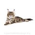 ROYAL CANIN BREED Maine Coon Adult 2kg - 3
