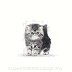 ROYAL CANIN BREED Persian Kitten 10kg - 3