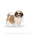 ROYAL CANIN DOG BREED Shih Tzu Puppy 0,5kg - 2
