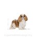ROYAL CANIN DOG BREED Cavalier King Charles Adult 1,5kg - 3