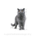ROYAL CANIN BREED BRITISH SHORTHAIR saszetka 85g - 2