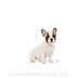 ROYAL CANIN DOG BREED French Bulldog Puppy 10kg  - 3