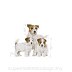 ROYAL CANIN DOG MINI STARTER Mother & Babydog 8kg - 3