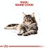 ROYAL CANIN BREED Maine Coon Adult 400g - 4