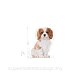 ROYAL CANIN DOG BREED Cavalier King Charles Puppy 1,5kg - 3