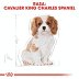 ROYAL CANIN DOG BREED Cavalier King Charles Puppy 1,5kg - 7