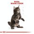 ROYAL CANIN BREED Maine Coon Kitten 10kg - 7