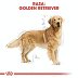 ROYAL CANIN DOG BREED Golden Retriver Adult 12kg - 4
