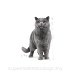 ROYAL CANIN BREED British Shorthair Adult 4kg - 3