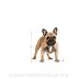 ROYAL CANIN DOG BREED French Bulldog Adult 3kg - 3