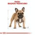 ROYAL CANIN DOG BREED French Bulldog Adult 3kg - 4